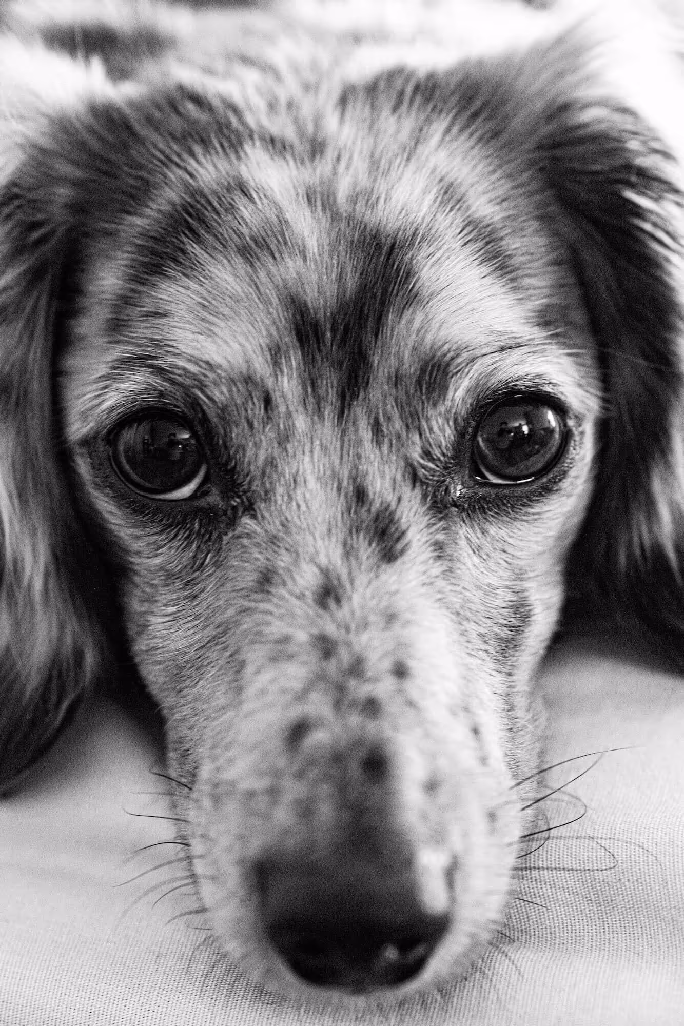 close up of dog face